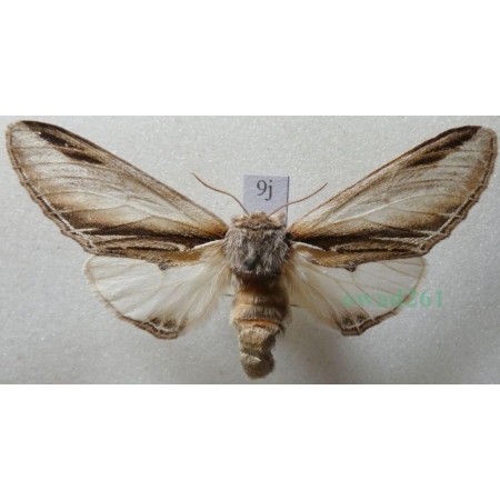 Pheosia tremula (Clerck, 1759) female Garbatka osinówka Czech9j